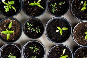 Gelderziehung Gemüse planzen